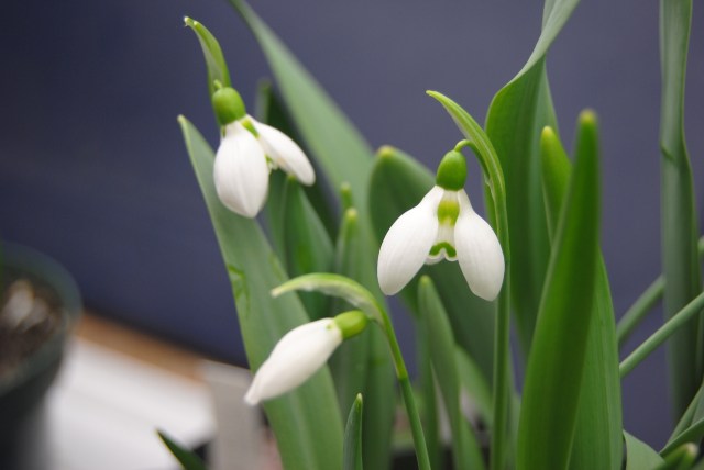 forced snowdrops