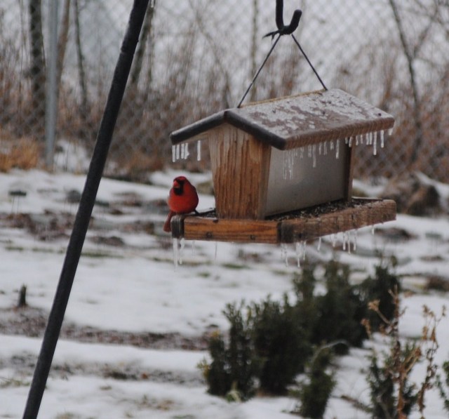 icy cardinal at feeder