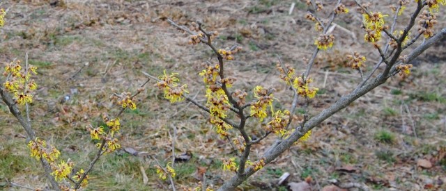 witch hazel pallida