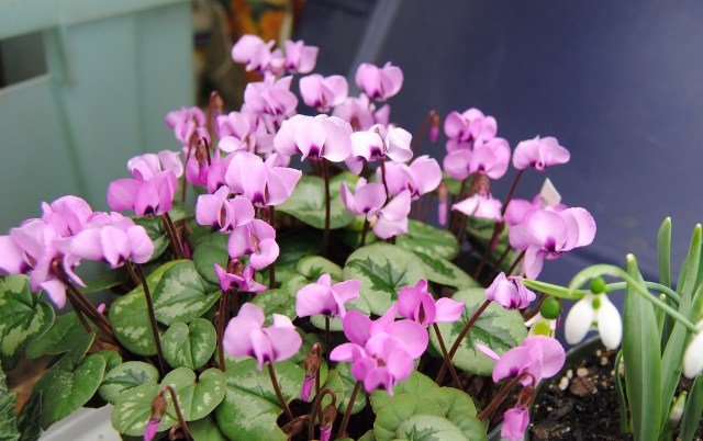 Cyclamen coum under lights
