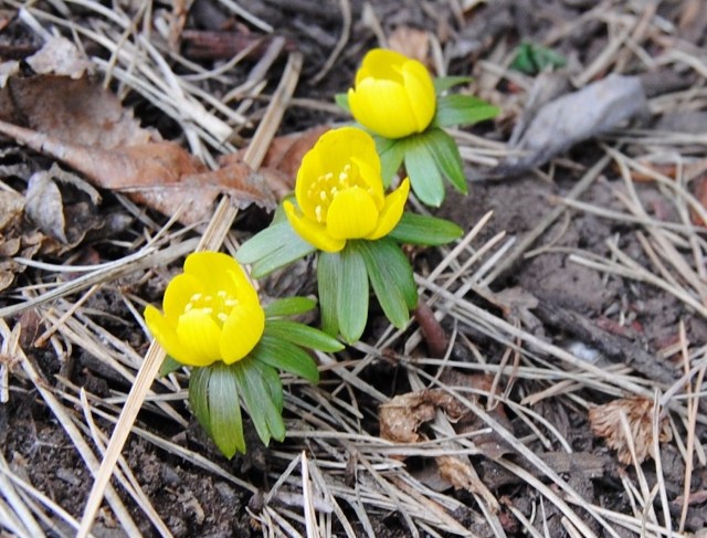 winter aconite