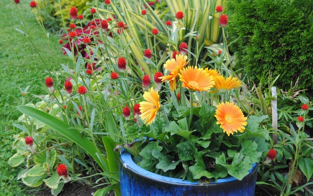 orange and red flowers