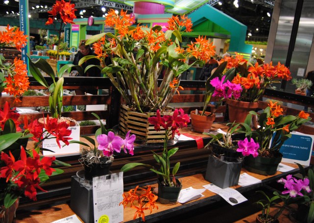 philadelphia flower show 2013