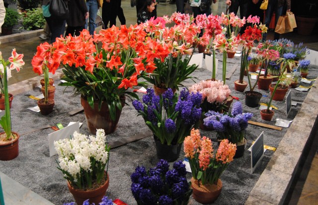 philadelphia flower show 2013