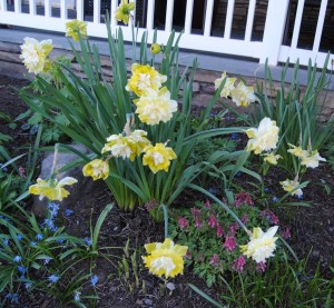daffodils