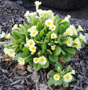 primula vulgaris