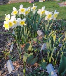 daffodils