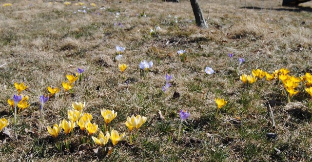 naturalized crocus