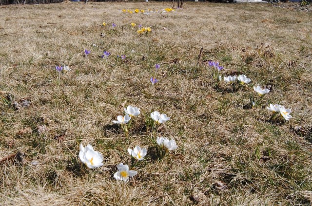 naturalized crocus