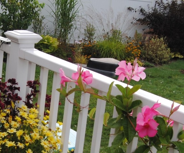 mandevilla railing