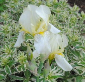 iris flavescens