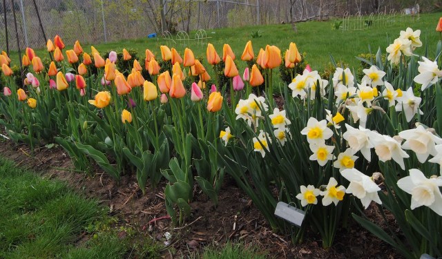darwin tulips