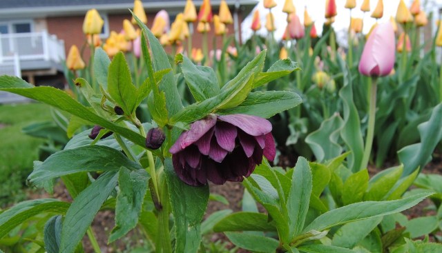 double red hellebore