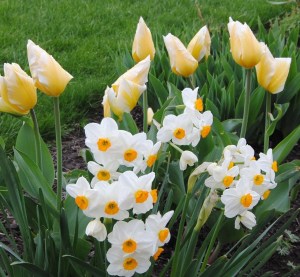 daffodil geranium