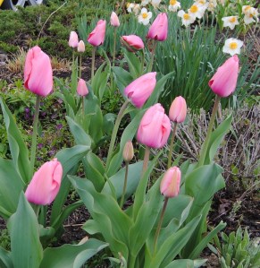 tulip pink impression