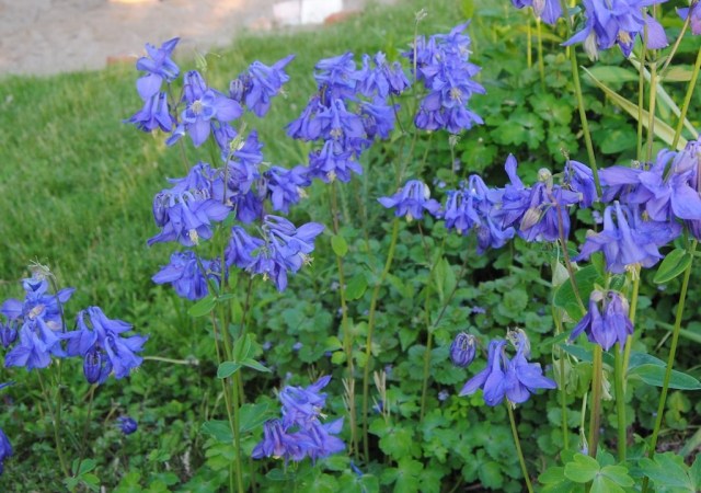aquilegia vulgaris blue