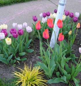 temple of beauty tulips