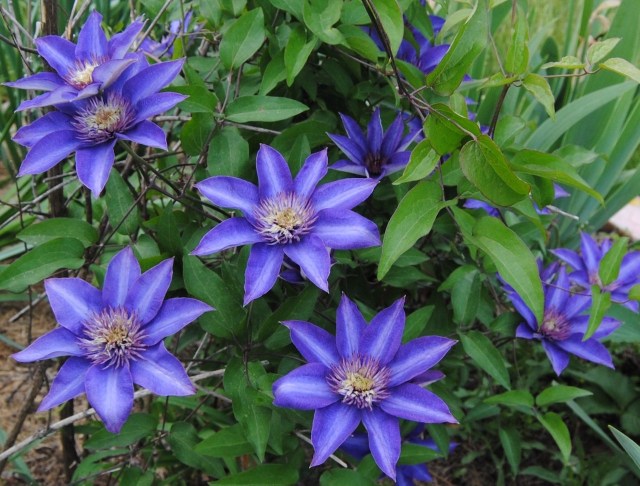 clematis multiblue