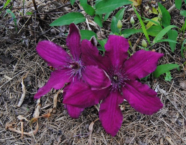 clematis ruutel