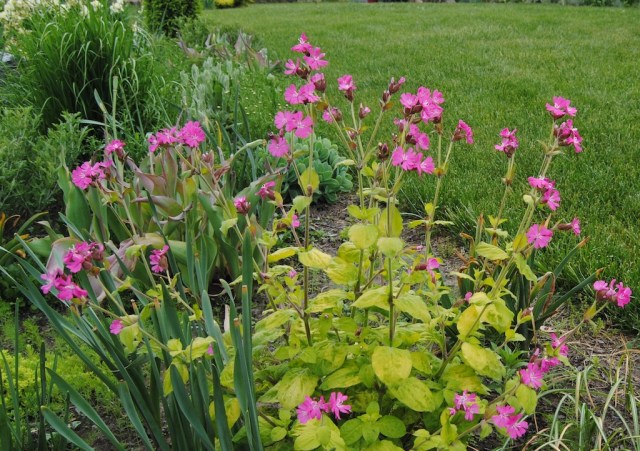 rays golden campion silene