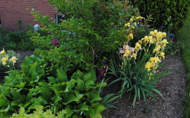 historic bearded iris