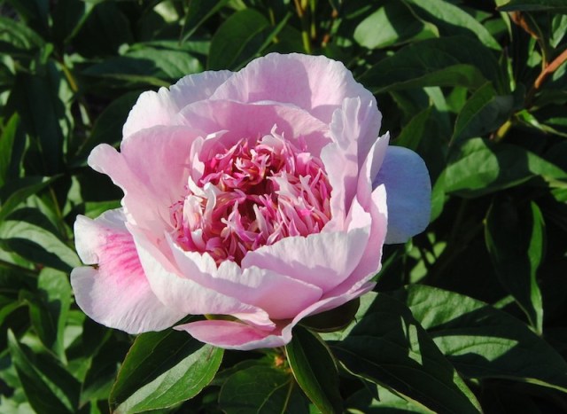 peony do tell