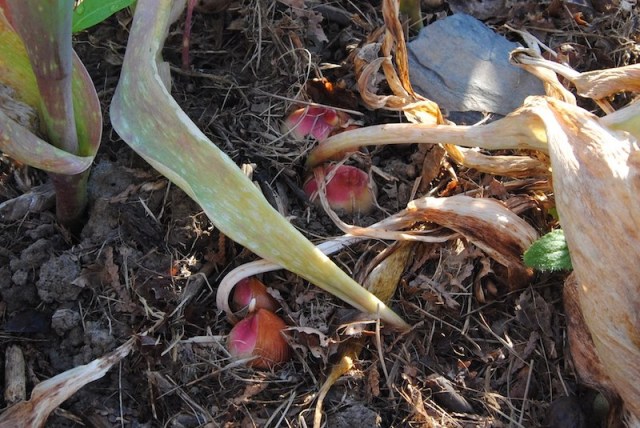 tulips shallow too deep