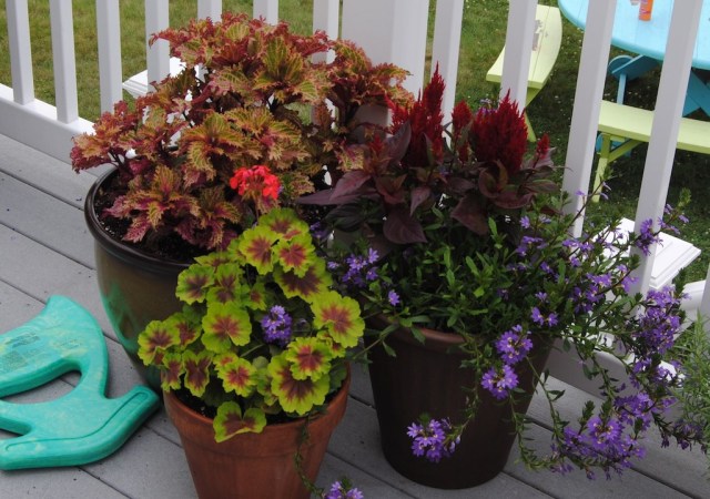 annual container planting
