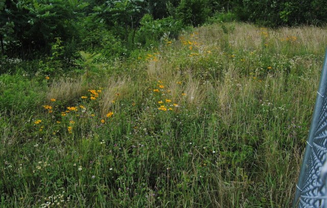 meadow garden