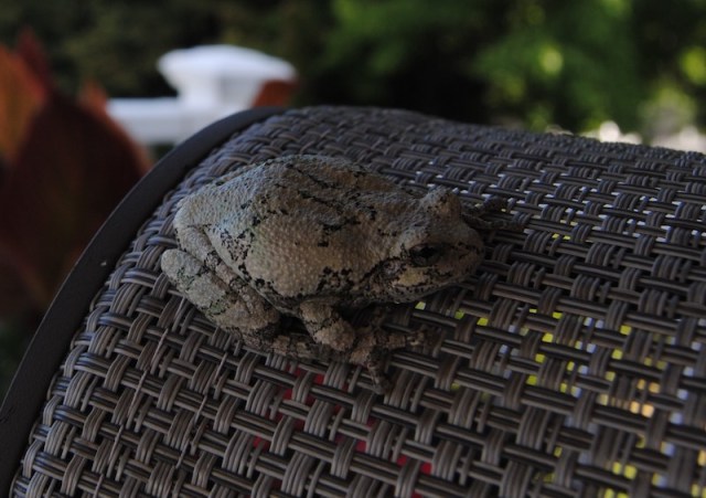 gray tree frog