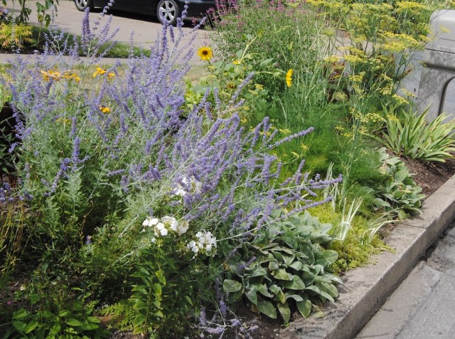 august perennial border