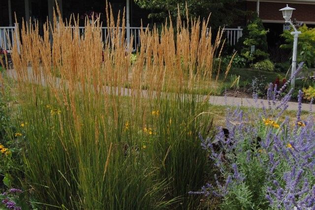 august perennial border