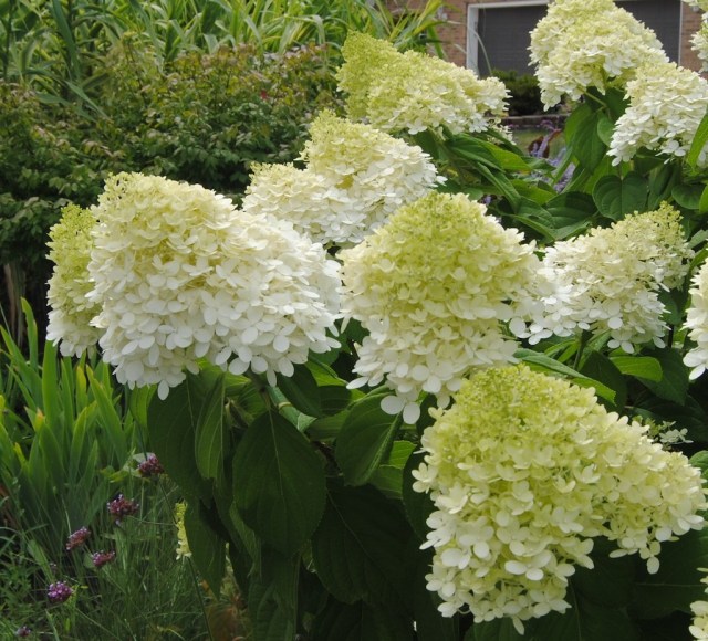 august perennial border