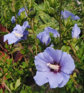 august perennial border