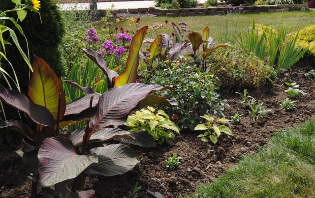 august perennial border
