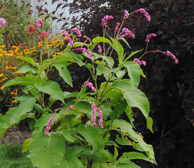 rudbeckia goldsturm persicaria