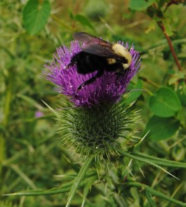 bee on thistle