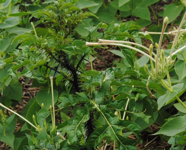 purple malevolence solanum