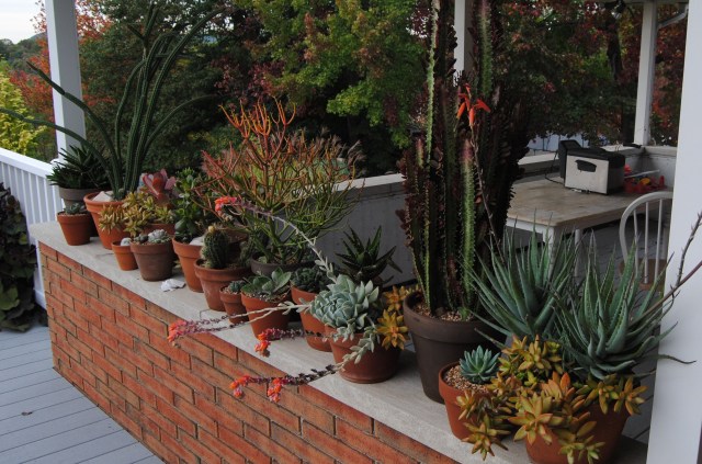 cacti and succulents on the deck cacti and succulents on the deck