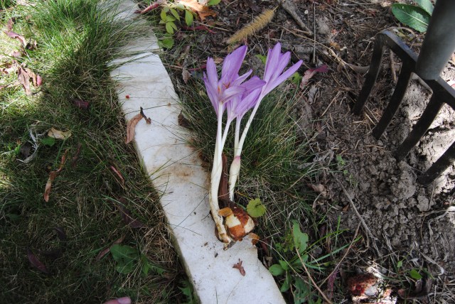 colchicum blooming without soil