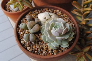 tabletop planting of succulents tabletop planting of succulents