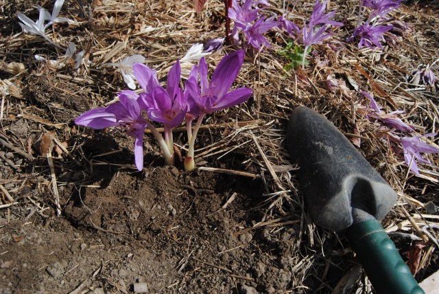 planting flowering colchicums