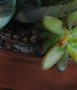 hidden frog hidden frog