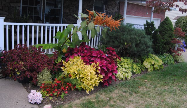 front bed with coleus