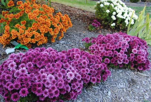 purple and orange mums