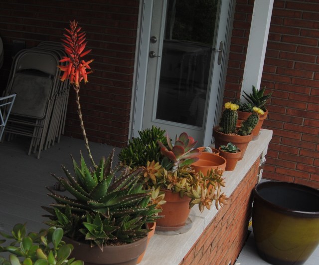 potted agave in bloom potted agave bloom