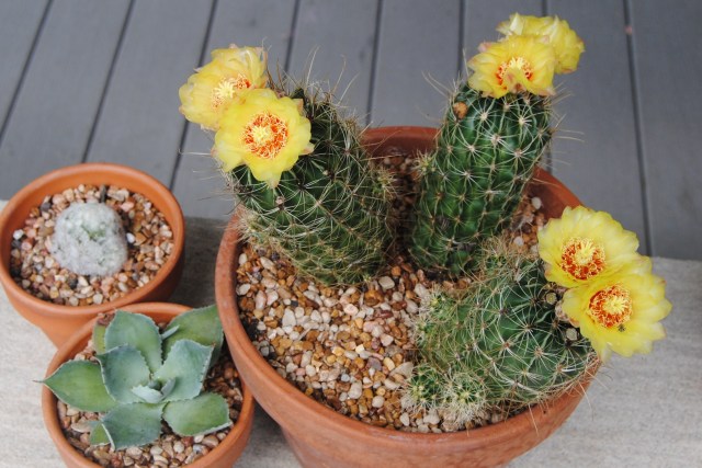 blooming cactus on deck cactus on deck
