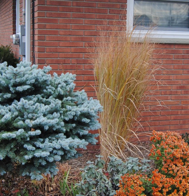 miscanthus 'northwind' with blue spruce and mums