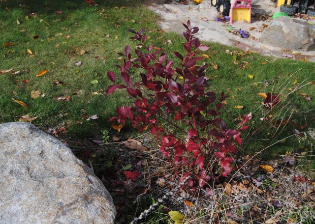 blueberry fall foliage