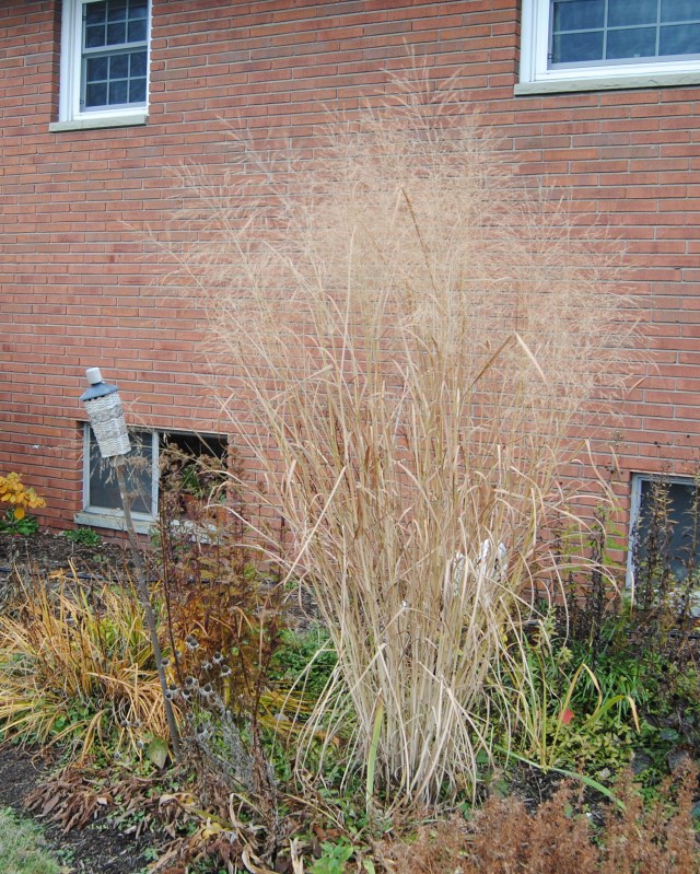 panicum 'cloud nine'